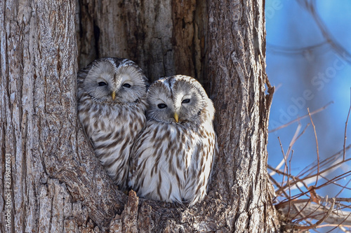エゾフクロウの夫婦