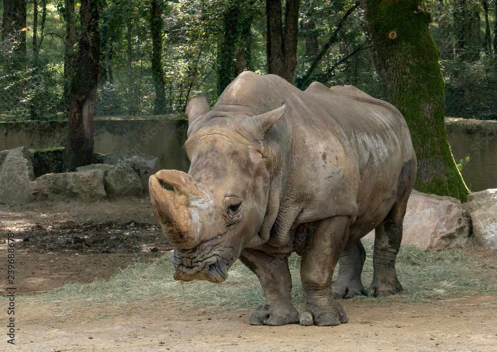 Saw this Rhinoceros while visiting the famous Kruger National Park in South Africa. Saw this Rhinoceros while visiting the famous Kruger National Park in South Africa.