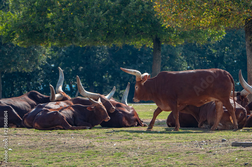 Buffalo in the farm photo