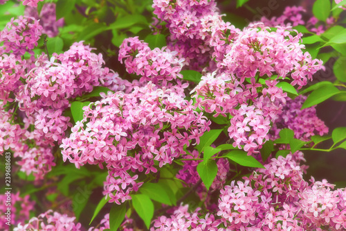Blooming lilac  springtime floral background