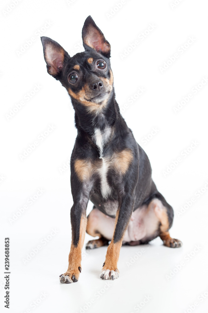 Sitting black toy terrier dog front view