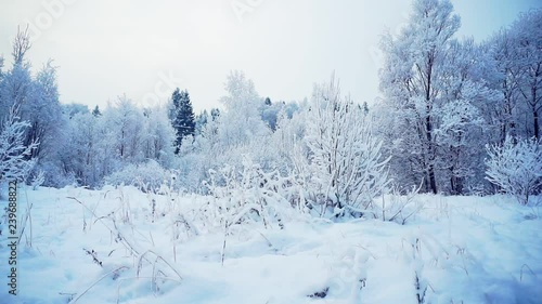 Wallpaper Mural winter snowy forest on a clear day. Picturesque forest glade with trees covered with snow during a snowfall. country holiday landscape Torontodigital.ca