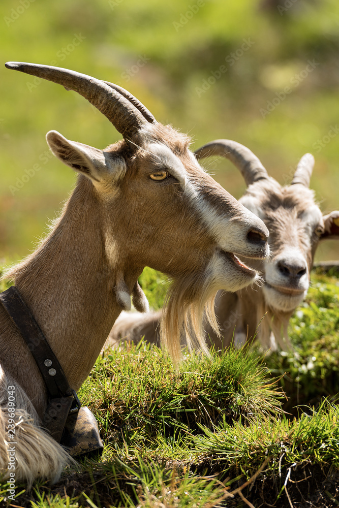 Mountain Goats with horns and cowbell - Italy Mountain Goats with horns and cowbell - Italy