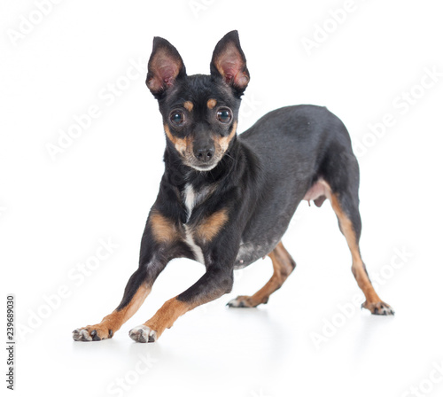Playful black toy terrier dog front view