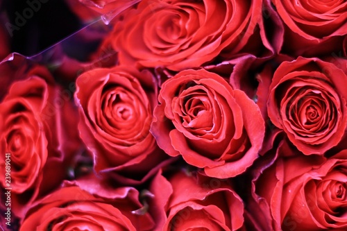 Romantic red and pink roses. Beautiful macro close-up rose bouquet from Holland auction Alsmeer.