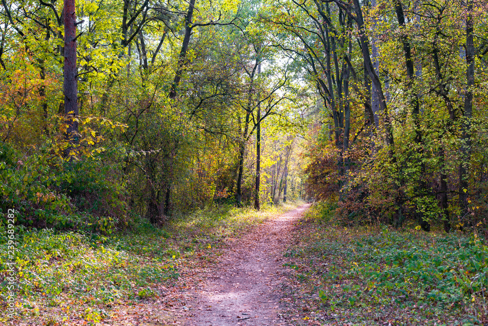 Obraz premium In the forest of Saint Germain en Laye, near Paris, France
