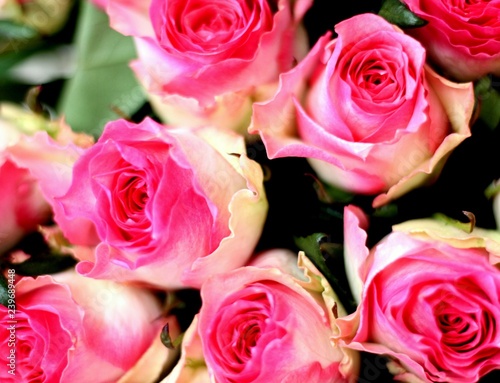 Pink and white roses. Beautiful macro close-up rose bouquet from Holland auction Alsmeer.