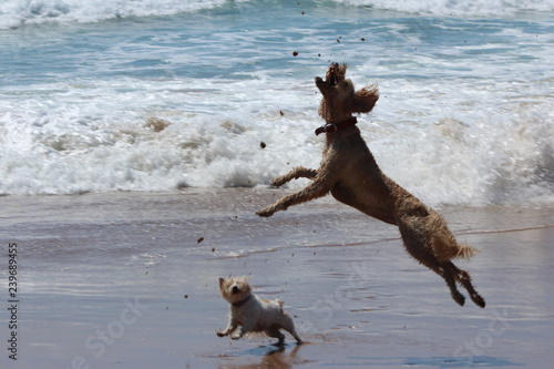 Dogs on Beach, Durras, NSW photo