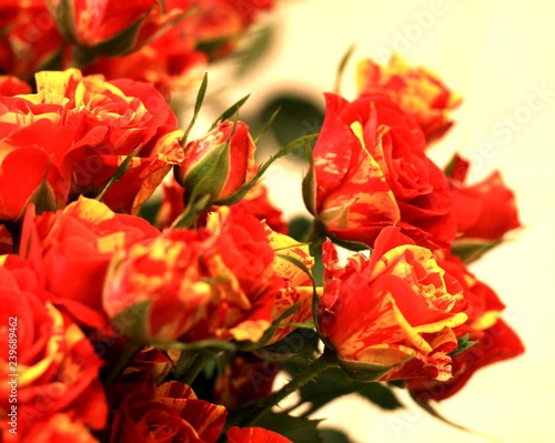 Fototapeta Naklejka Na Ścianę i Meble -  Dark orange red roses. Beautiful macro close-up rose bouquet from Holland auction Alsmeer.