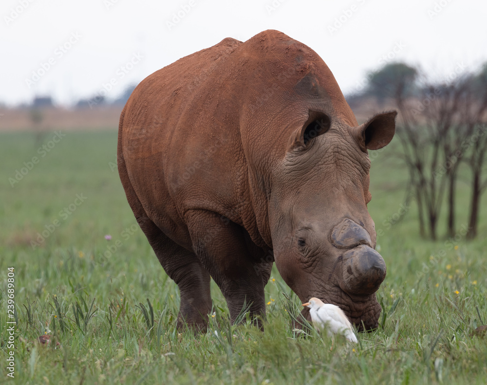 White rhino grazing with cattle egret White rhino grazing with cattle egret