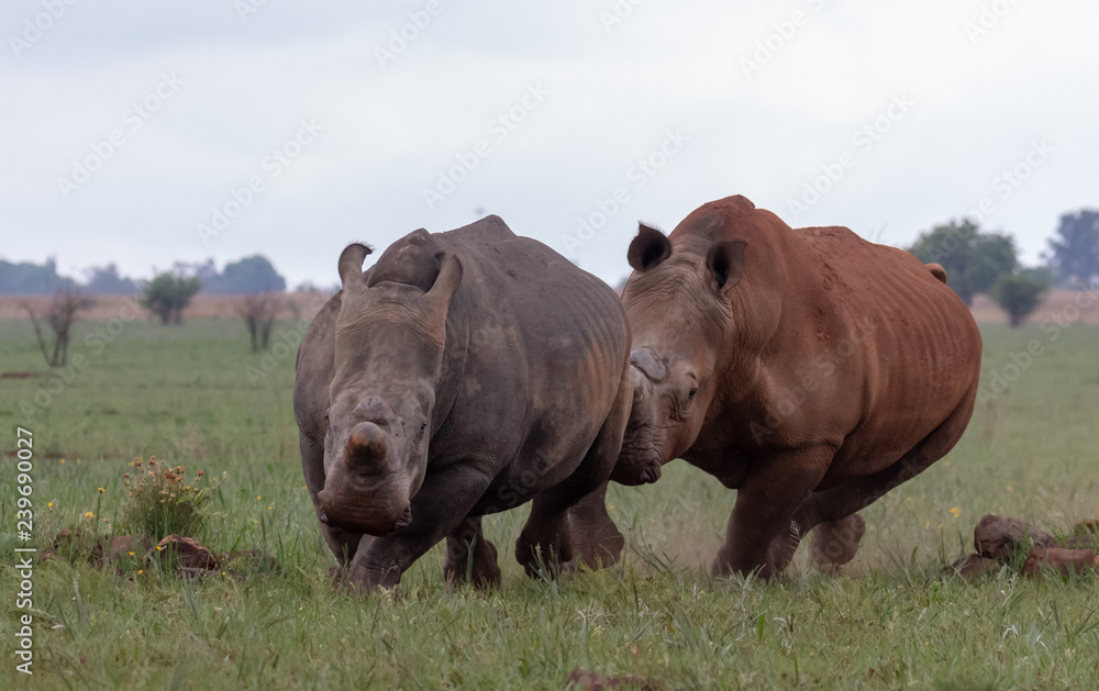 Two white rhino in courtship chase Two white rhino in courtship chase