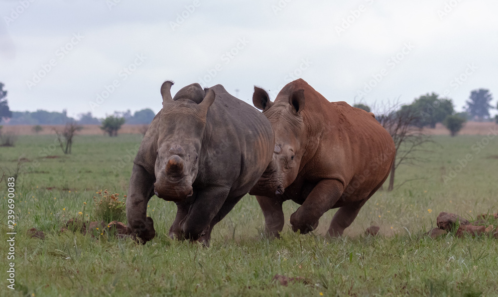 Obraz premium Running white rhinos
