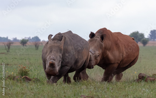 Two white rhino in courtship chase