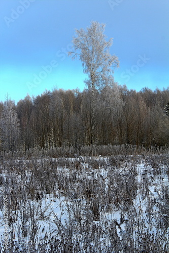 the image of trees and shrubs covered with frost in winter, frosty, clear day. great illustration of wildlife