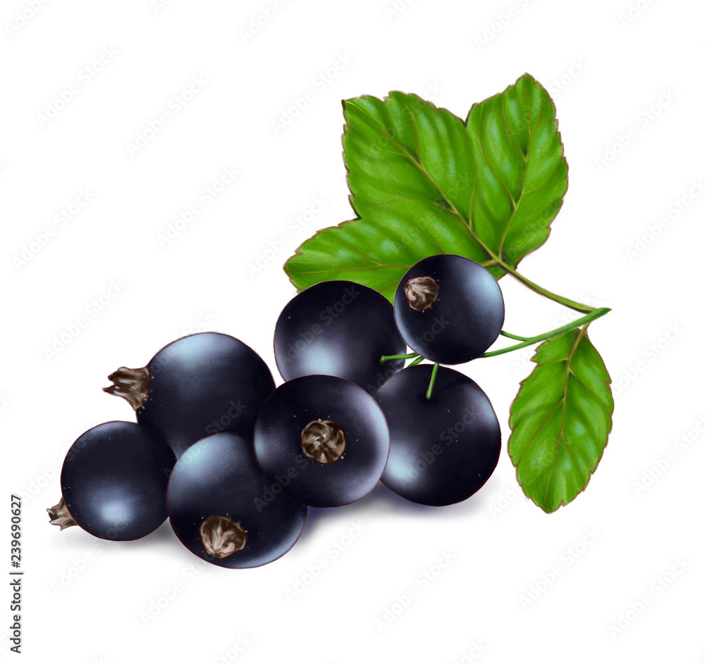 Hand drawn watercolor illustration of the food: ripe tasty black currant branch, isolated on the white background Hand drawn watercolor illustration of the food: ripe tasty black currant branch, isolated on the white background