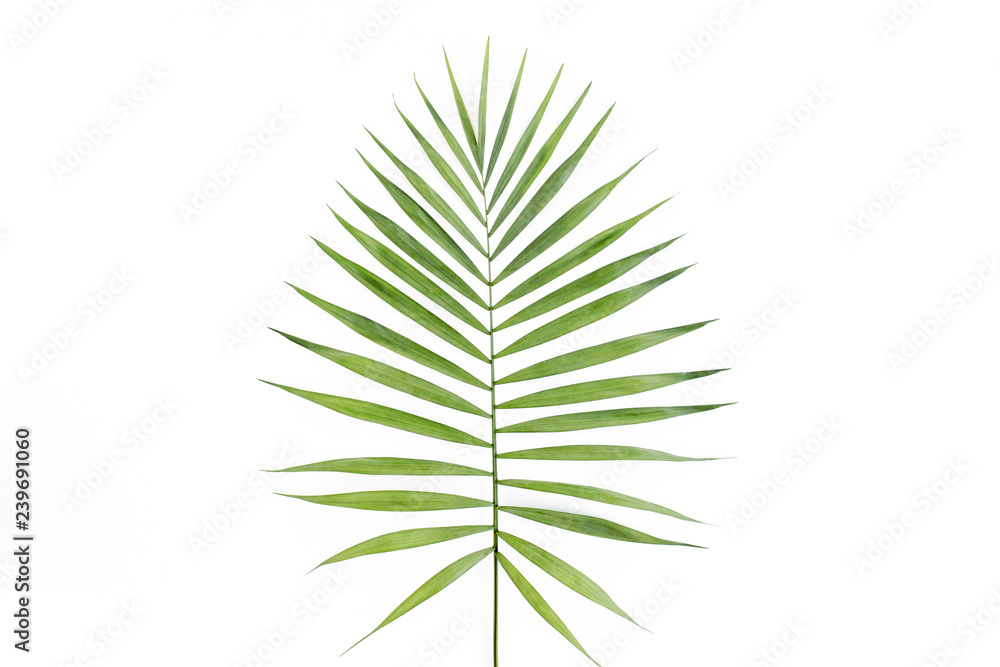 Tropical leaf in on white background. Flat laying, top view Tropical leaf in on white background. Flat laying, top view