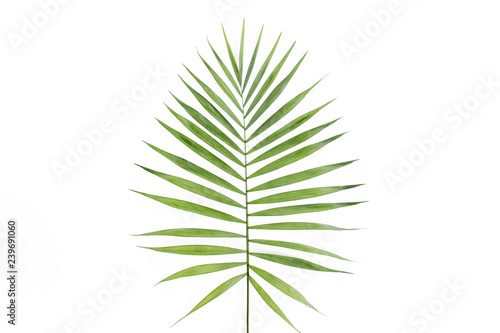 Tropical leaf in on white background. Flat laying  top view
