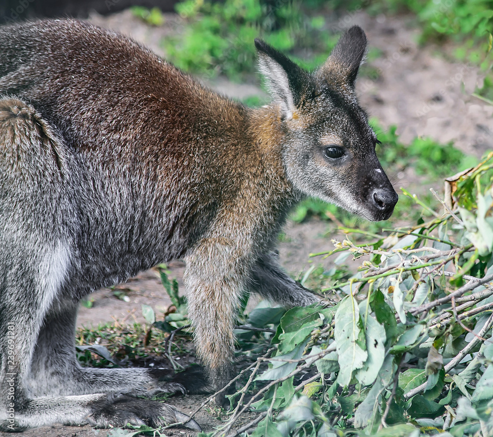 kangaroo in the zoo