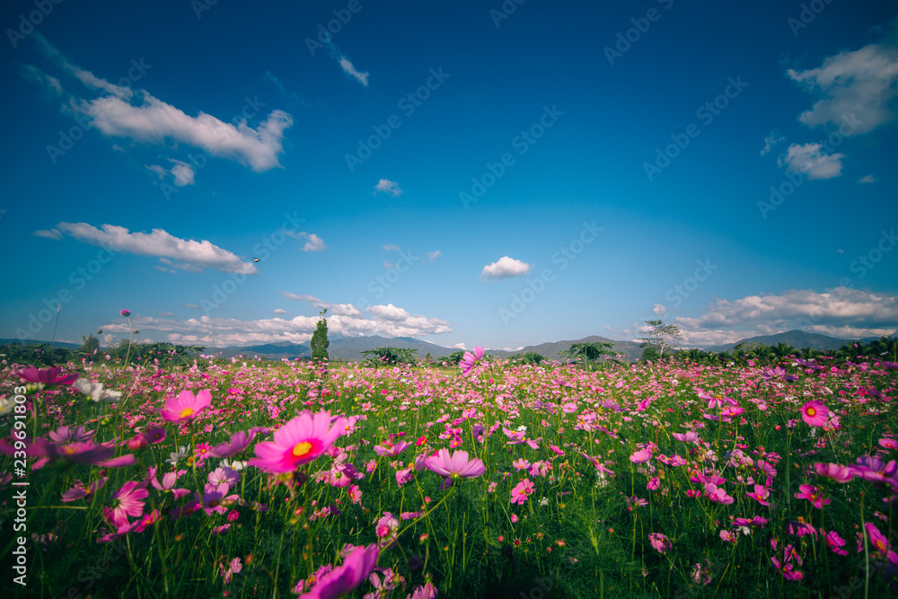 Obraz premium Pink Cosmos Flower