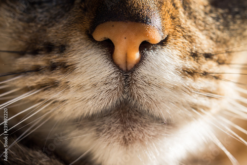 Fototapeta Naklejka Na Ścianę i Meble -  chat tigré