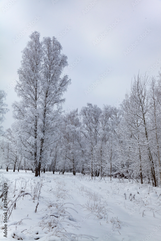 Beautiful birch forest after a snowfall. Beautiful birch forest after a snowfall.