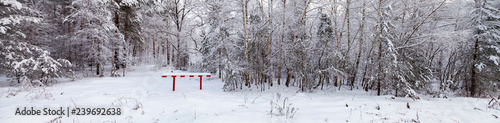 Beautiful  forest after a snowfall. © Elena Blokhina