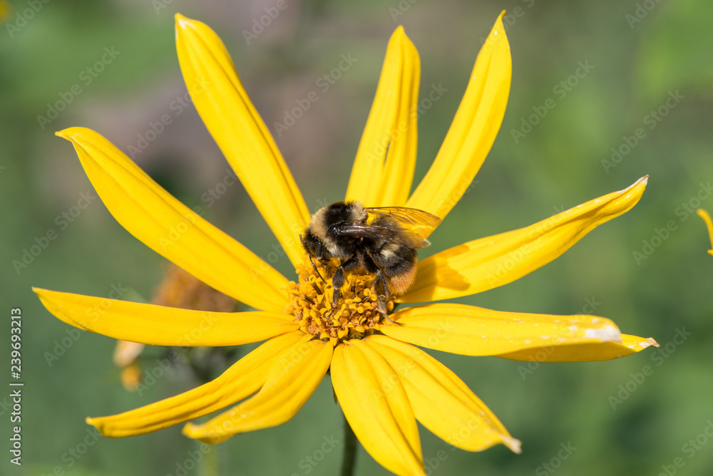 A little bee collects nectar from a flower Jerusalem artichoke in the summer against a blue sky A little bee collects nectar from a flower Jerusalem artichoke in the summer against a blue sky