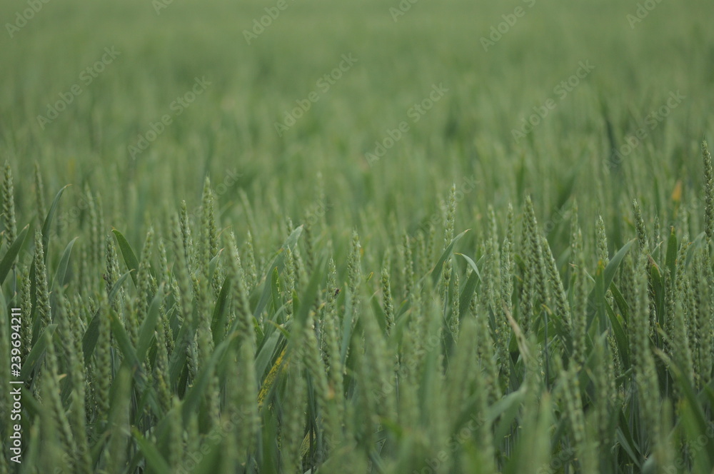 Kornfeld Kornfeld
