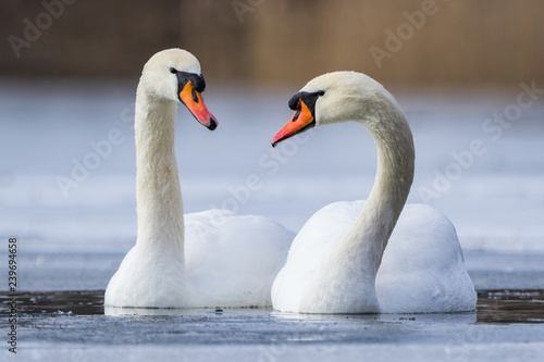Wallpaper Mural Mute swan couple on a lake in winter Torontodigital.ca
