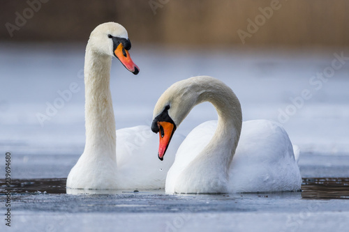 Mute swan couple on a lake in winter