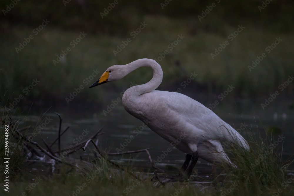 Naklejka premium Whooper swan at a pond