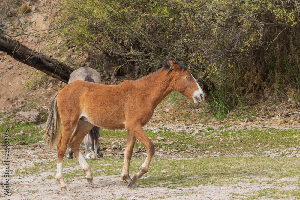 Wild Horses on the Salt River Arizona Wild Horses on the Salt River Arizona