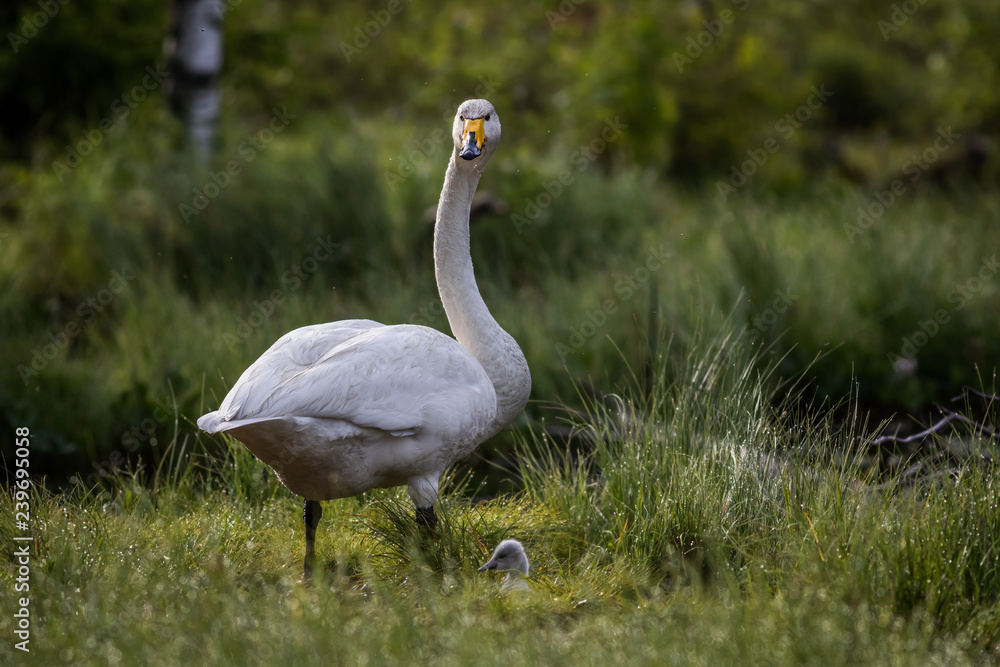 Obraz premium Whooper swan with chick at a pond