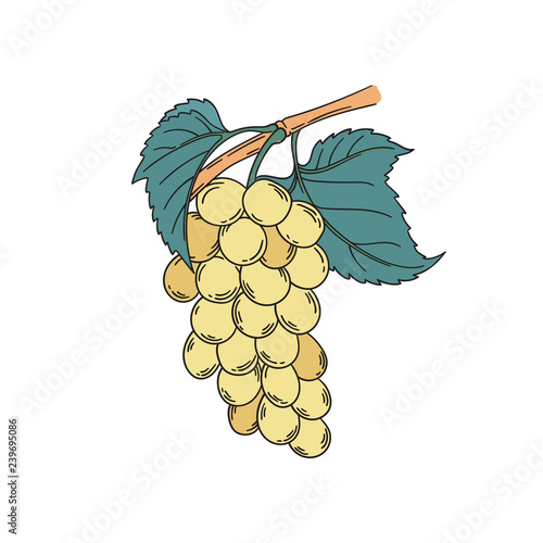 Muscat blanc grapevine vector illustration