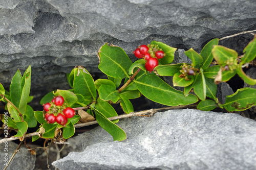 Wild Atlantic Way - Walk to Burren & Cliffs of Moher Geopark. photo