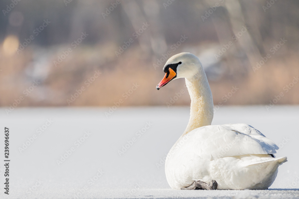 Obraz premium Mute swan on ice