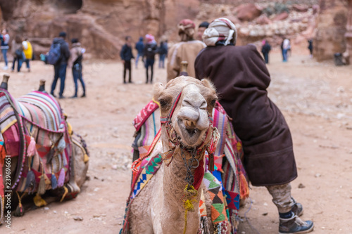 The camel waits for tourists on the square in Petra. Wadi Musa city in Jordan