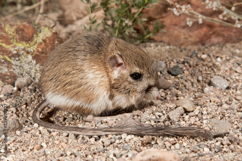 Merriam's Kangaroo Rat taken in SE Arizona Merriam's Kangaroo Rat taken in SE Arizona