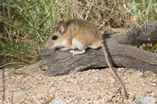 Foto Brush Mouse taken in SE AZ in the wild