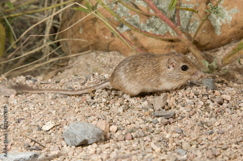 Desert Pocket Mouse taken in SE Arizona