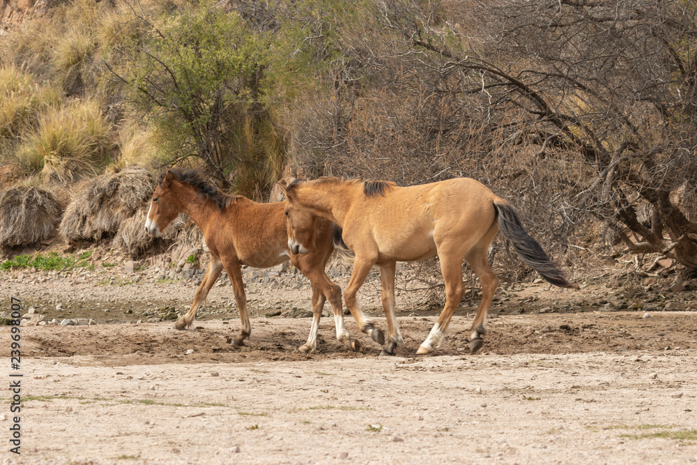 Wild Horses on the Salt River Arizona Wild Horses on the Salt River Arizona