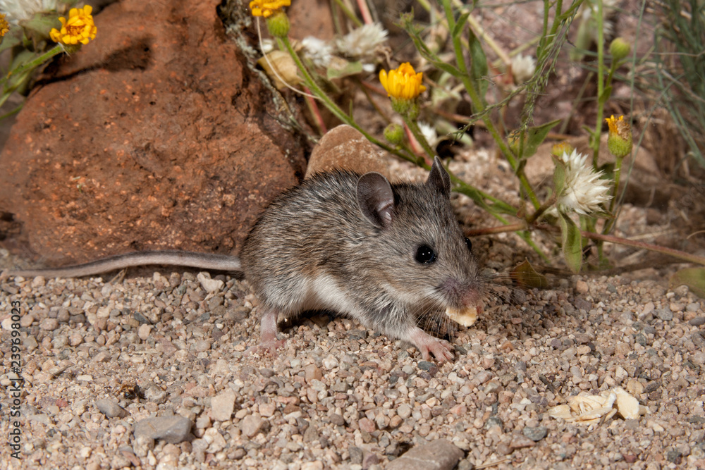 White-footed Mouse taken in SE Arizona in the wild White-footed Mouse taken in SE Arizona in the wild