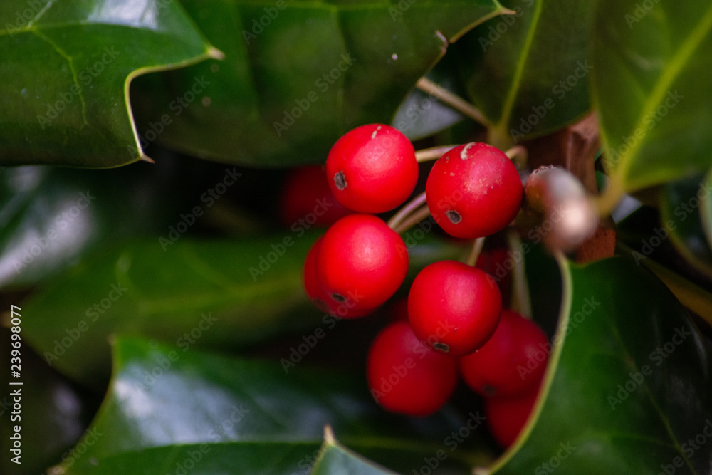 Obraz premium Hollies and Berries