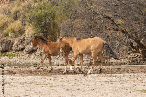 Wild Horses on the Salt River Arizona