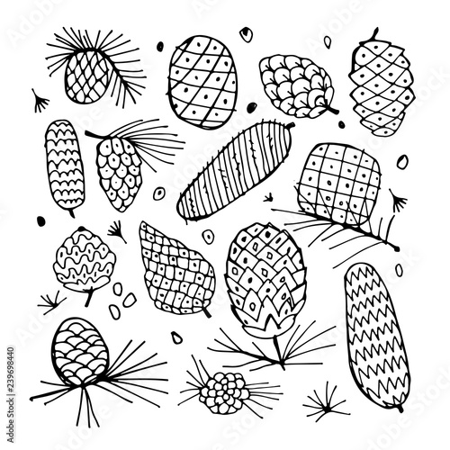 Cedar cone background, sketch for your design