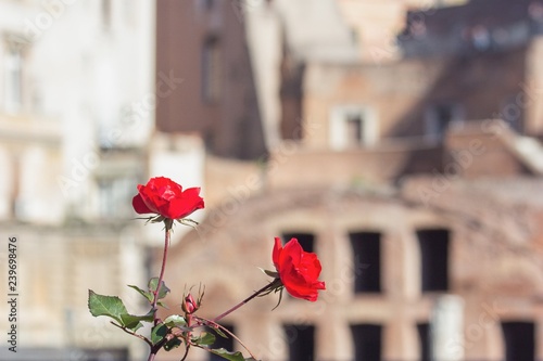 Two red roses on the old city background
