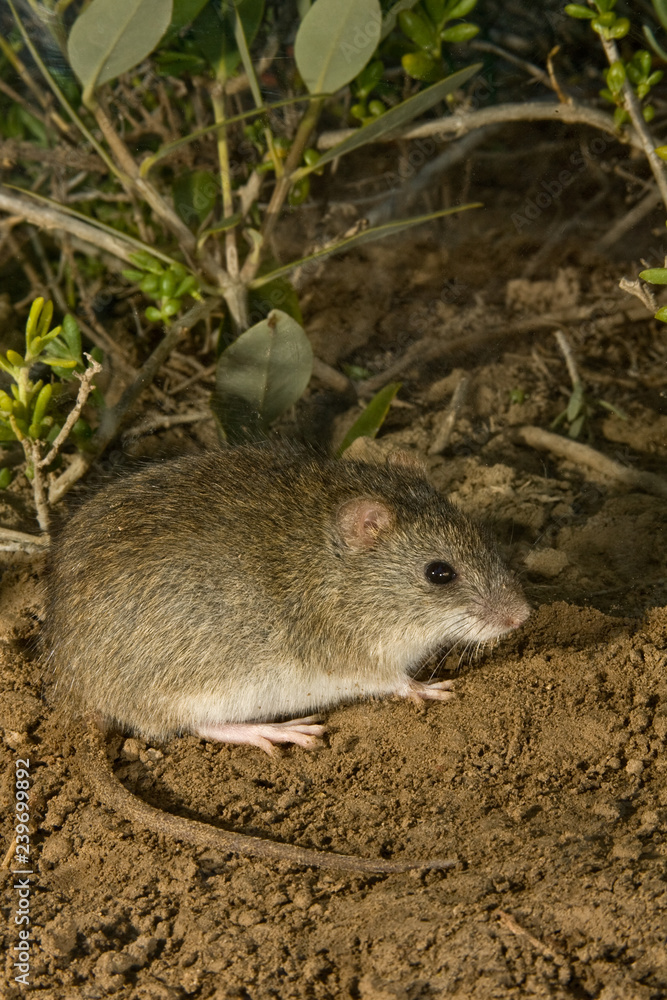 Marsh Rice Rat (Oryzomys palustris) Marsh Rice Rat (Oryzomys palustris)