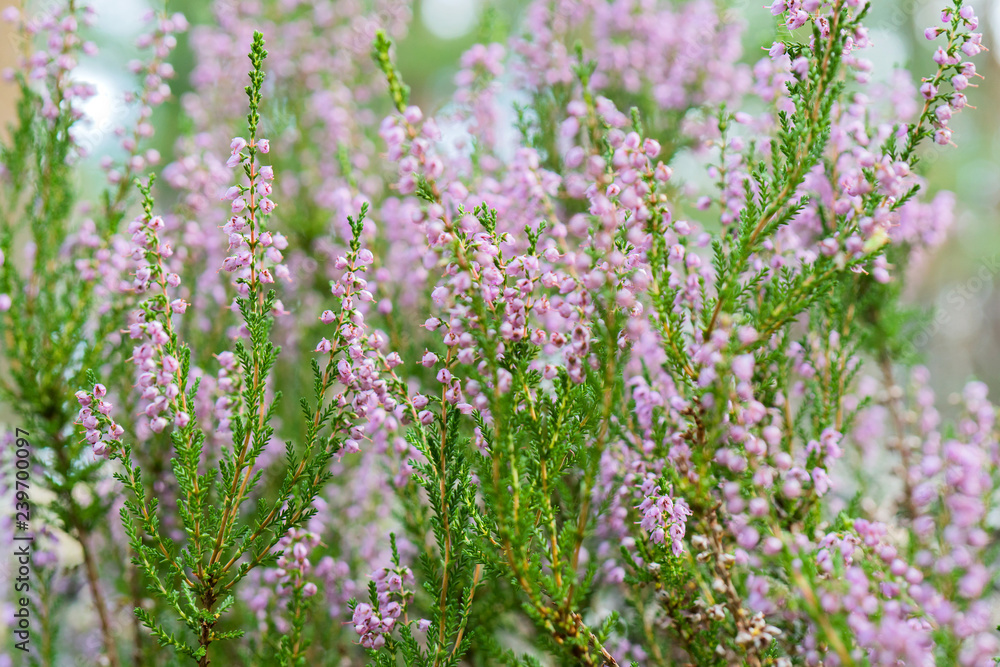 shrub with pink small flowers