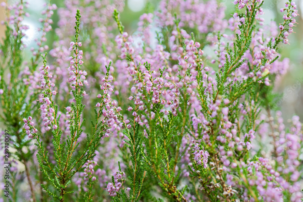 shrub with pink small flowers shrub with pink small flowers