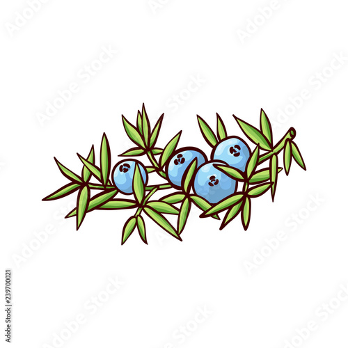 Vector illustration of ripe blue juniper berries attached to plant branch with evergreen coniferous leaves in sketch style - hand drawn flavoured pine seed cone using as spice or ingredient for gin.